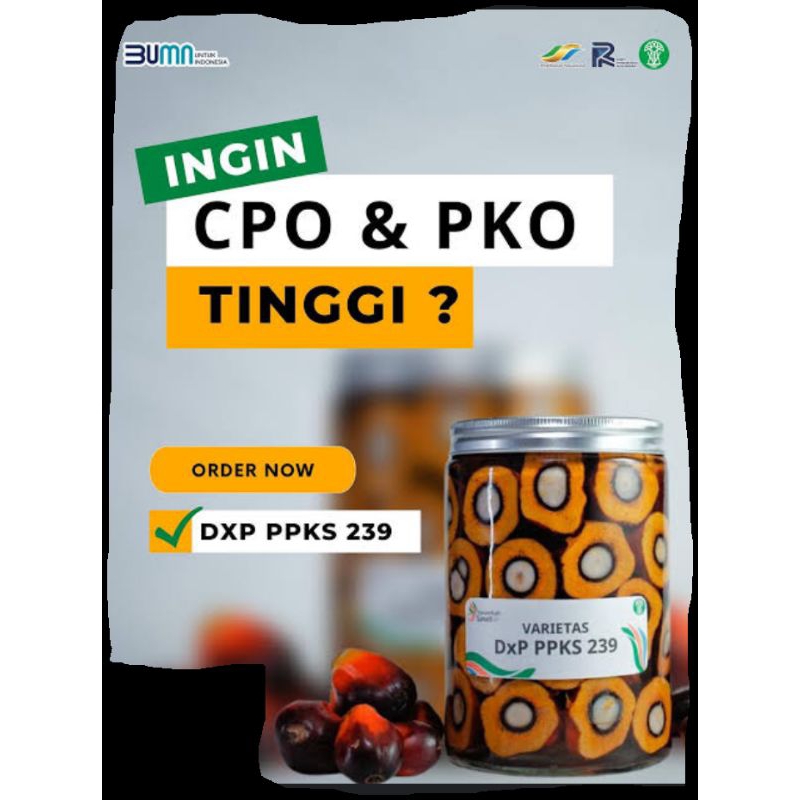 bibit kecambah sawit dxp ppks 239