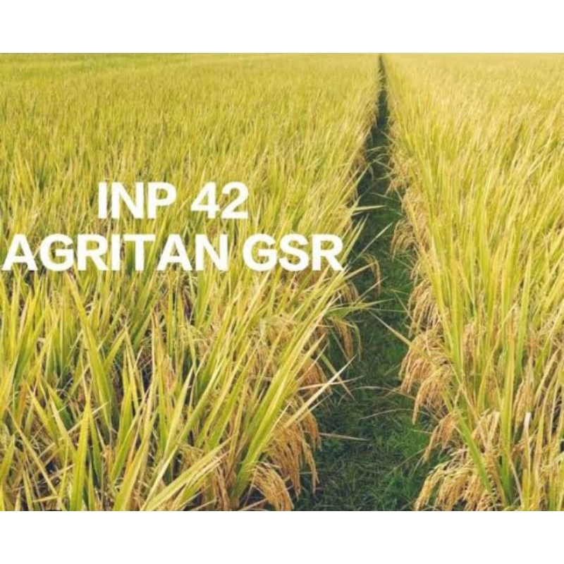BENIH PADI INPARI 42 AGRITAN GSR KEMASAN 1 KG