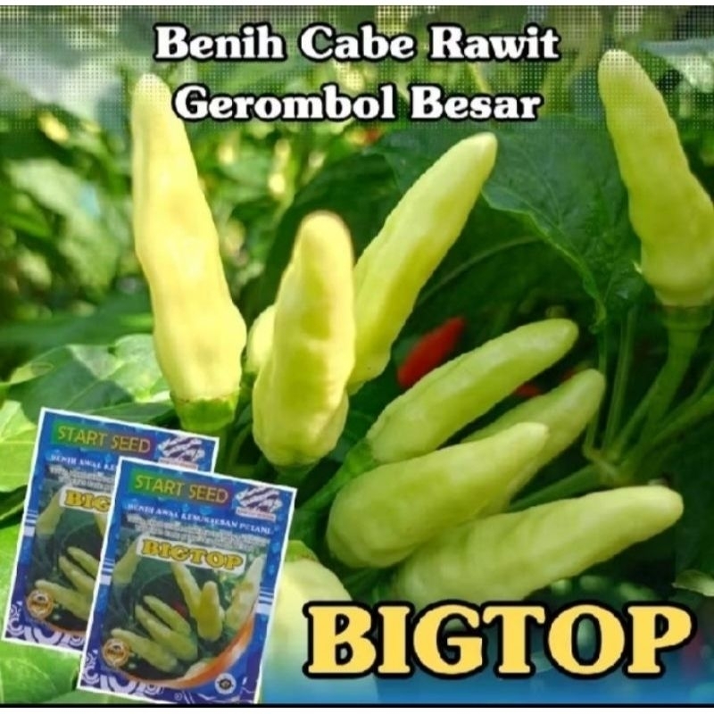 Bibit cabe rawit unggul BIGTOP bibit cabe rawit kaliber unggul benih cabe tahan virus