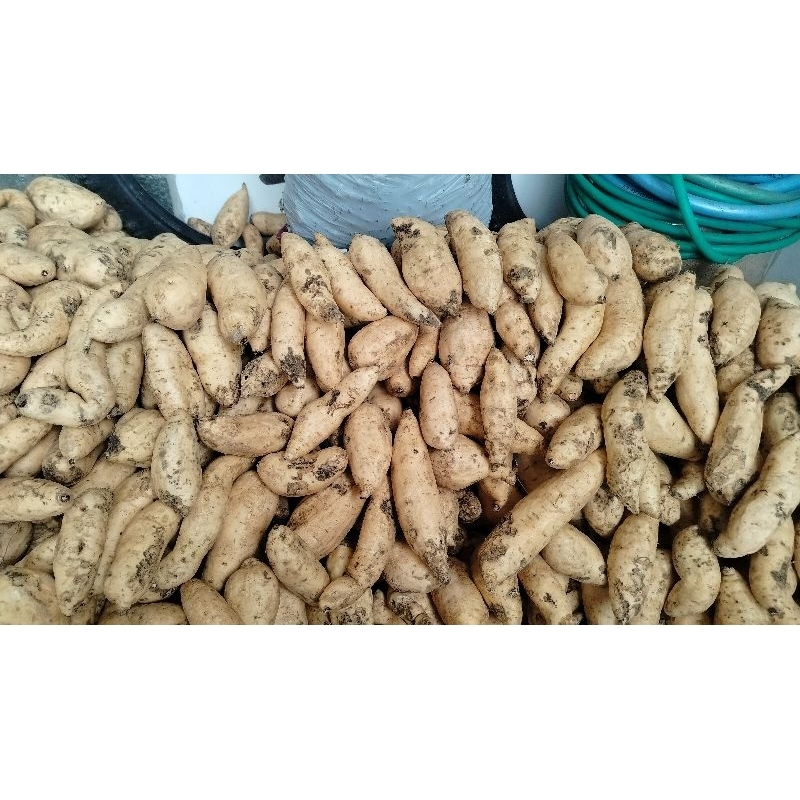 

Cilembu spek AB