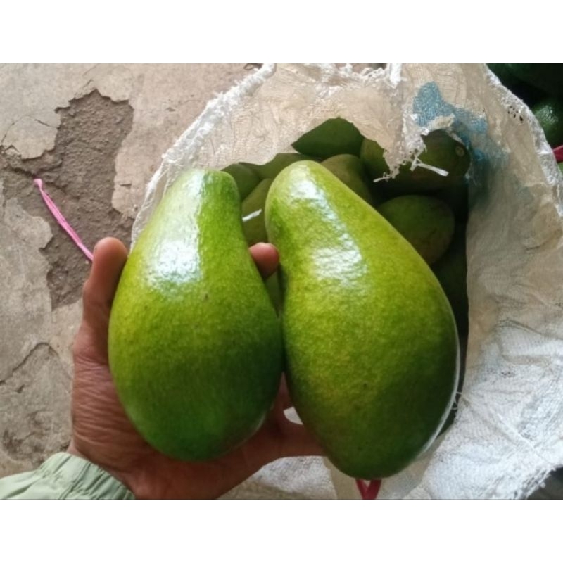 

alfukat mentega fresh 1 kg isi 567 biji. petani