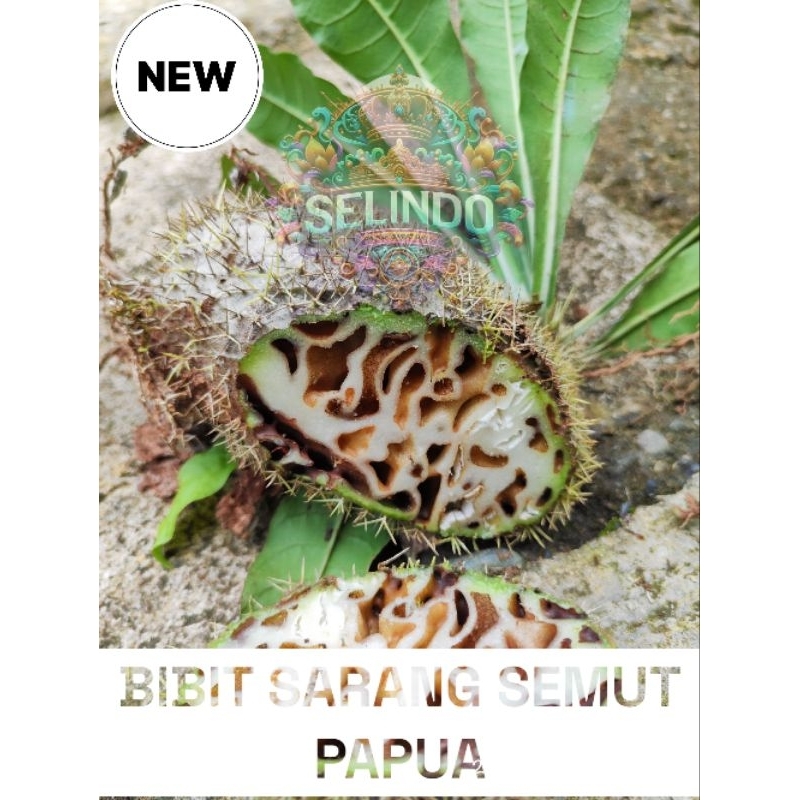 

DIJAMIN ASLI SARANG SEMUT PUTIH Papua kualitas no 1 harga termurah kemasan 500Gr