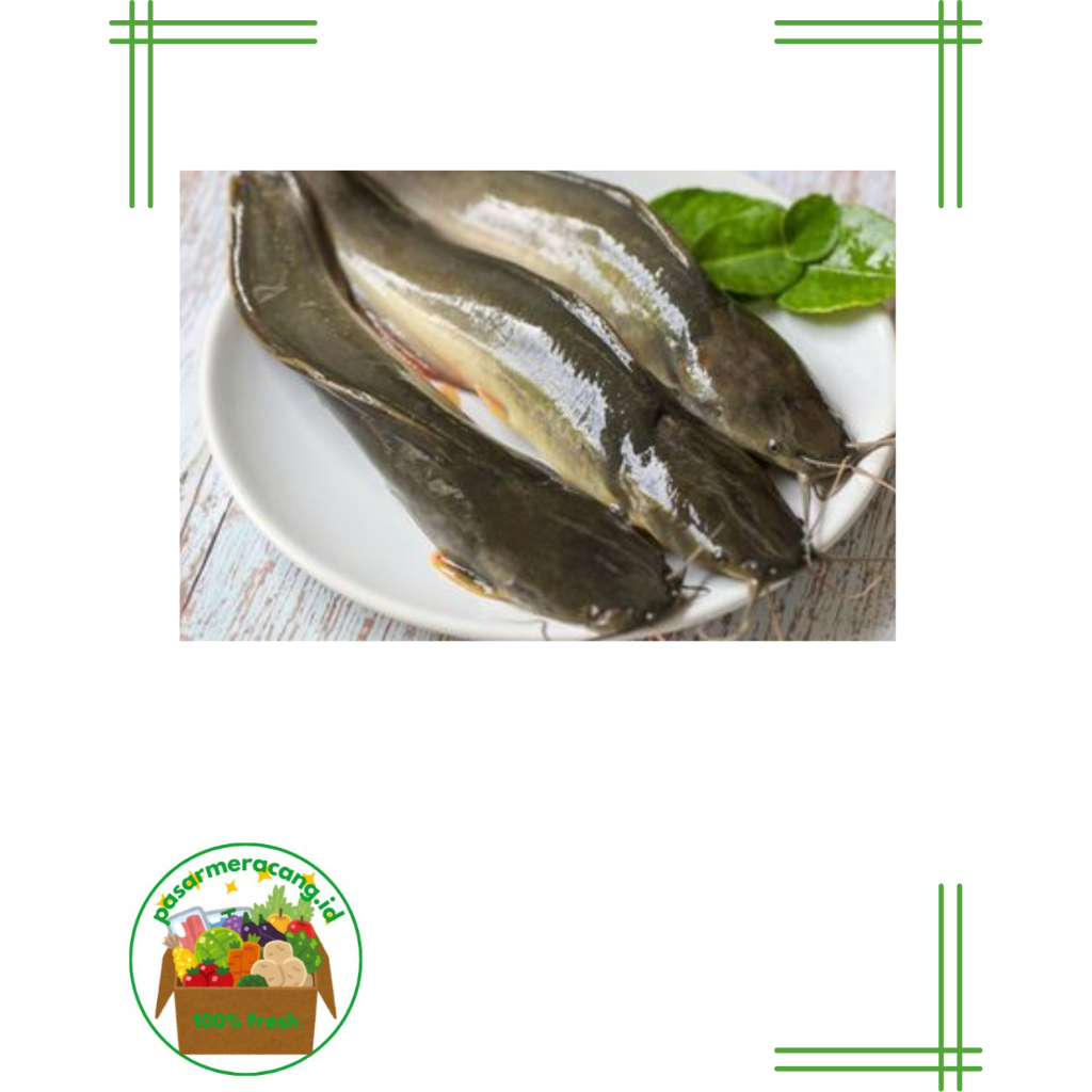 

Ikan Lele Segar