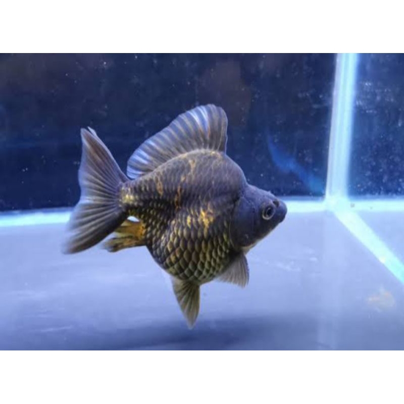 Dekorasi Hiasan Aquarium Koki Jumbo Ryukin Tamasaba (KHUSUS INSTAN)