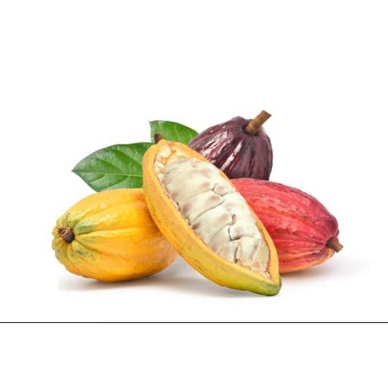 BUAH CACAO , BUAH COKLAT, CACAO, COKLAT, BUAH KAKAO, KAKAO ORGANIK, KAKAO