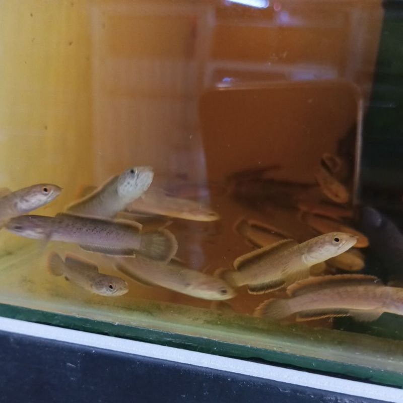 Limbata Lawu CB Size 6cm up Snakehead Gabus Hias Full Pelet Channa