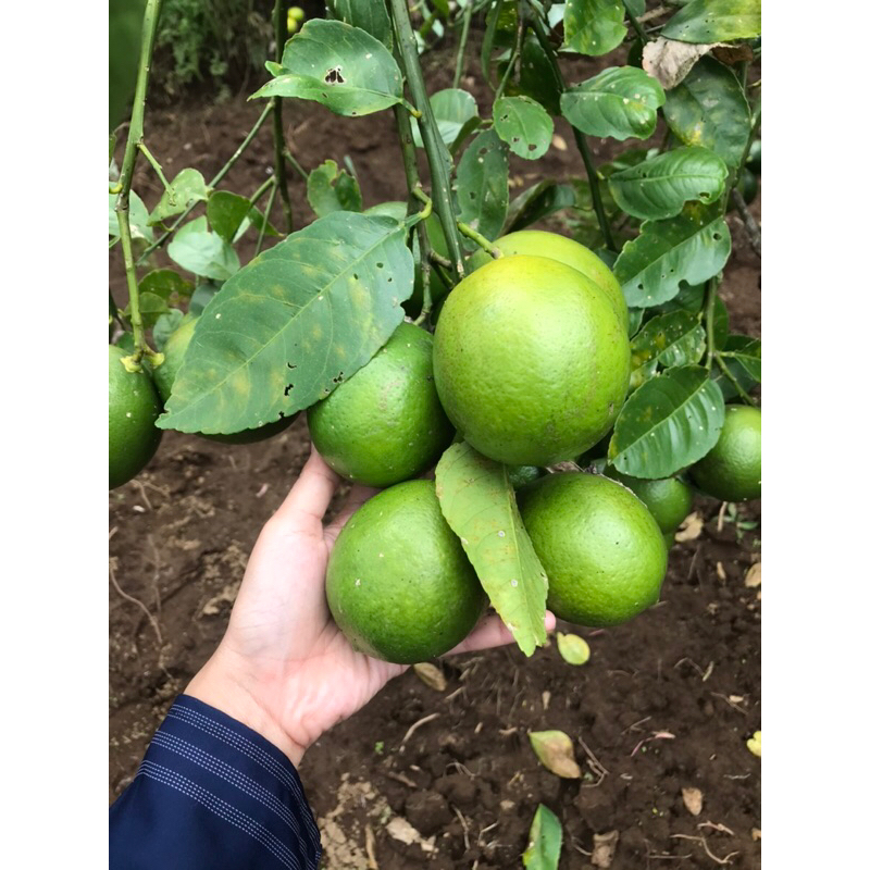 

LEMON kalifornia hijau 1kg SEGAR LANGSUNG DI PETIK DARI KEBUN