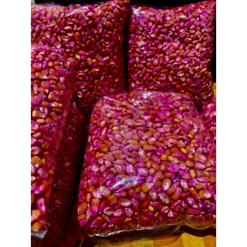 BENIH JAGUNG PIONEER P32, P37, P27 GAJAH, P40 famili, P88 SIAP TANAM