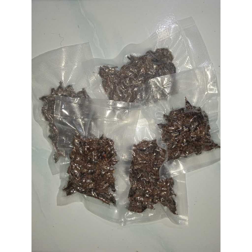 

Umbi Rumput Teki 50gr – Herbal Alami untuk Kesehatan & Kecantikan!