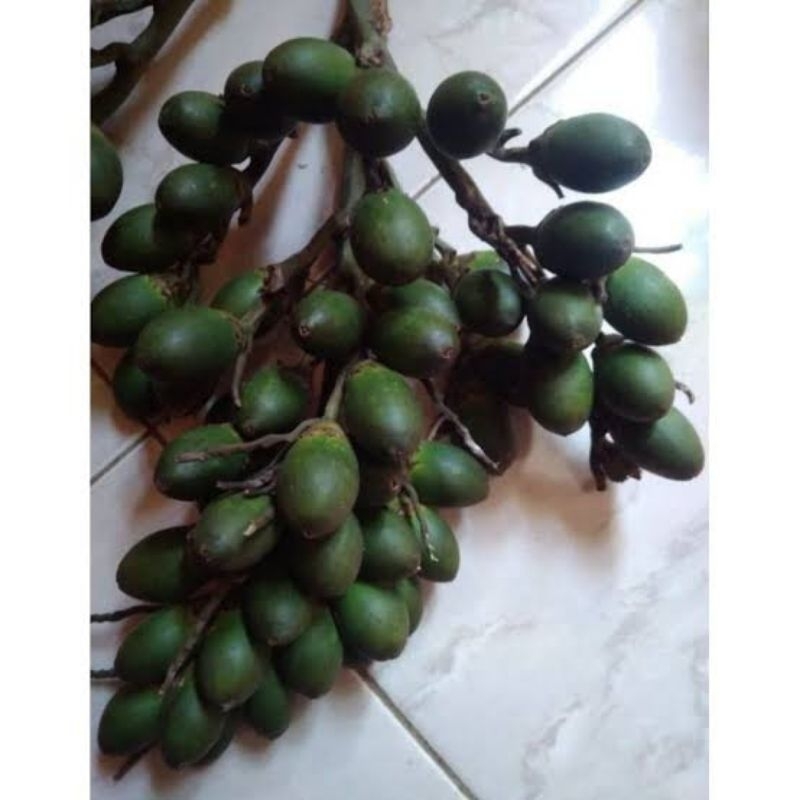 

BUAH PINANG MUDA/BUAH JAMBE SEGAR 1kg di petik saat pesanan masuk