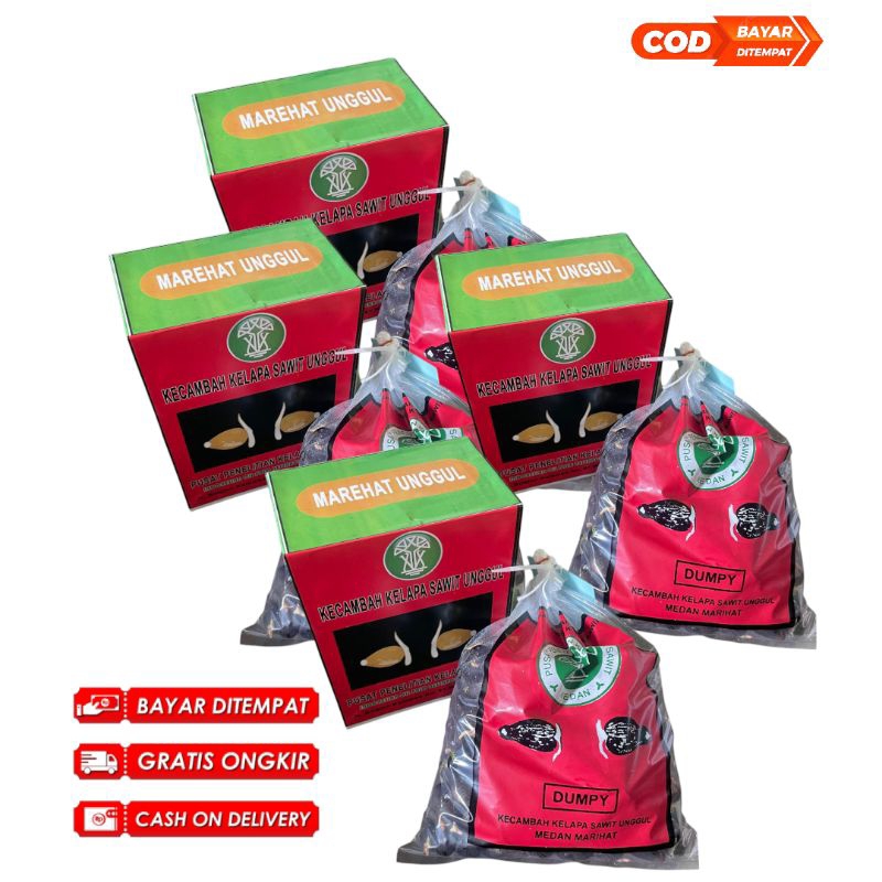 kecambah sawit marihat dumpy unggul bersertifikat isi 250 butir