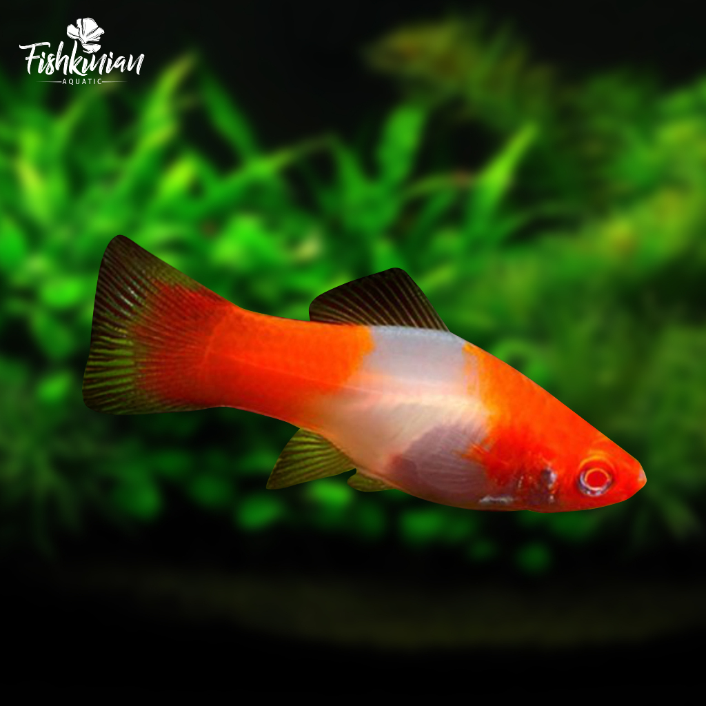 platy/santa/klaus/kohuko