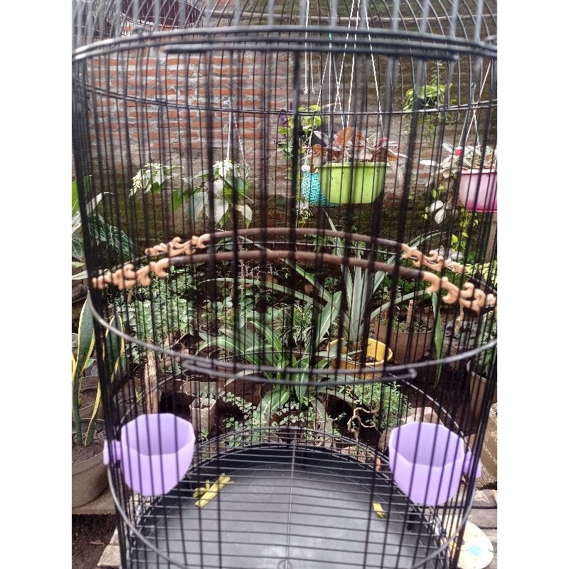 tangkringan konin sogon asem Bali model lengkung panjang 30cm isi 2