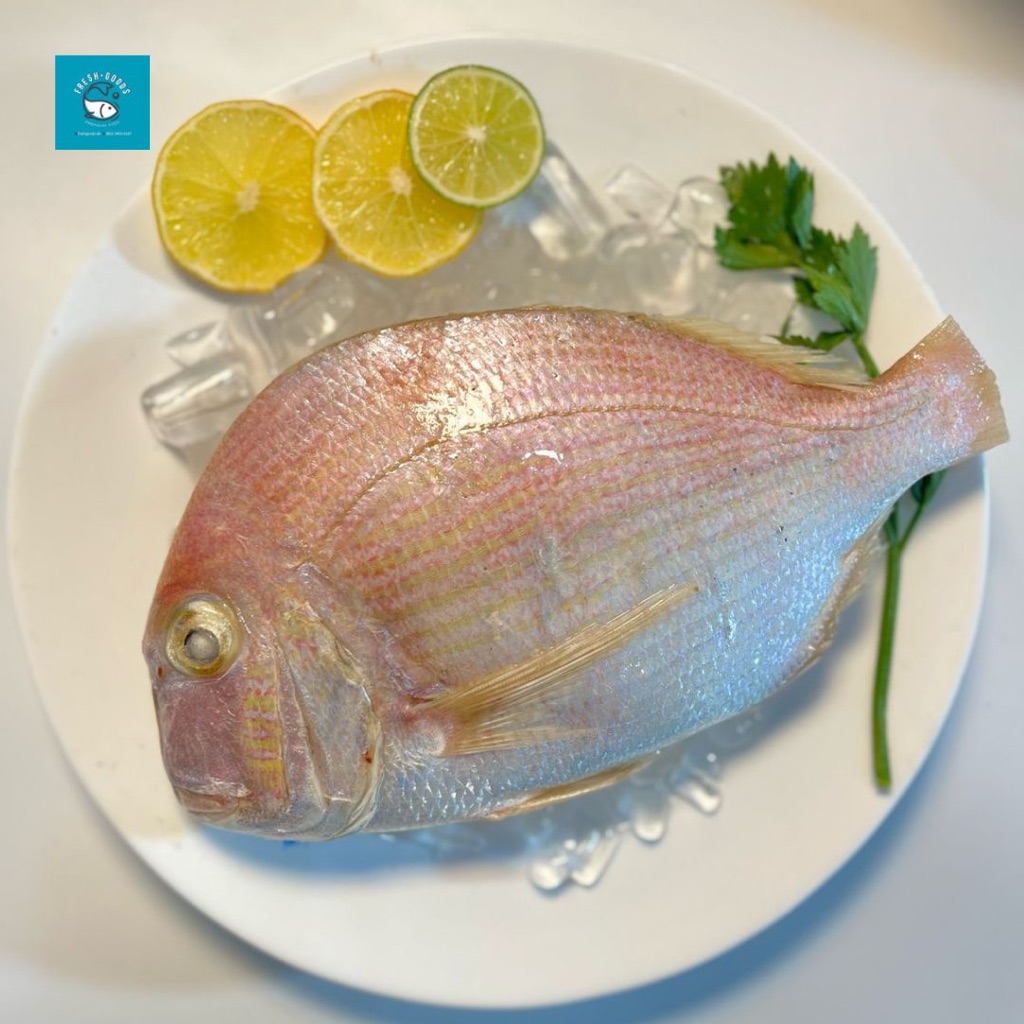 

Ikan Kurisi Gepeng Premium / Ikan Terisi Gepeng DIJAMIN SEGAR dan BERKUALITAS by FreshGoods Jakarta Barat