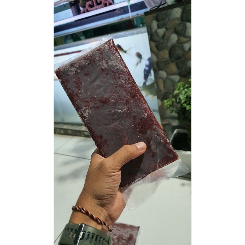 Cabek / Cacing beku / cacing darah segar murah