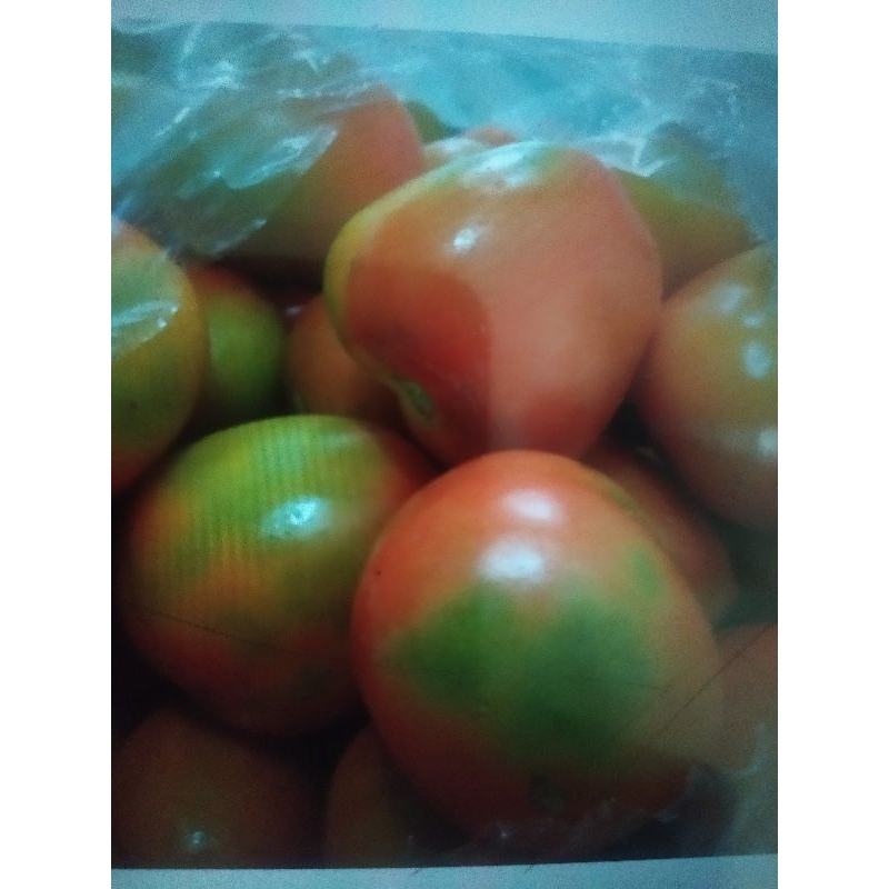 

tomat apel panen super promo murah