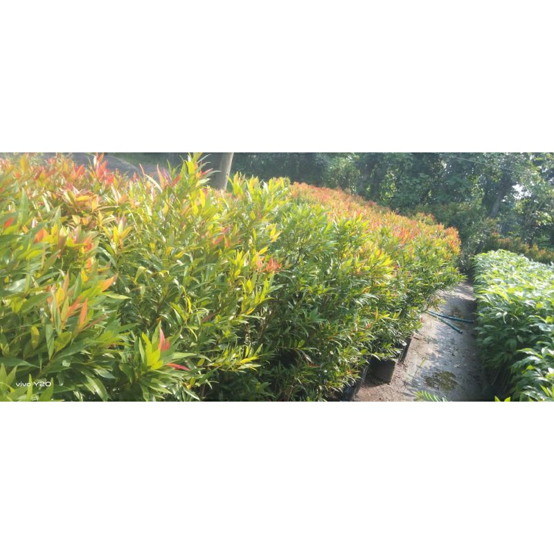 Tanaman pucuk merah rimbun tinggi 1 meter