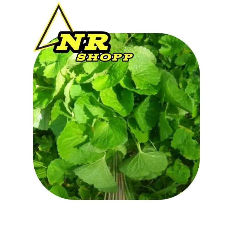 

Daun Pegagan 1Kg Daun Pegagan/Daun Antanan Hijau Segar Petik Langsung Ketika Ada Order