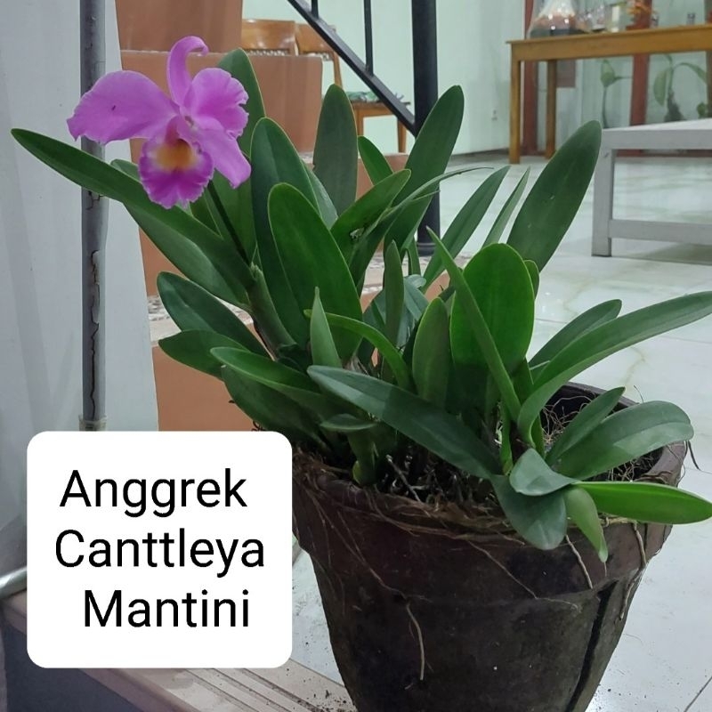Bibit Anggrek Cattleya Mantini Rimbun Siap Bunga Ungu Orchid Organik