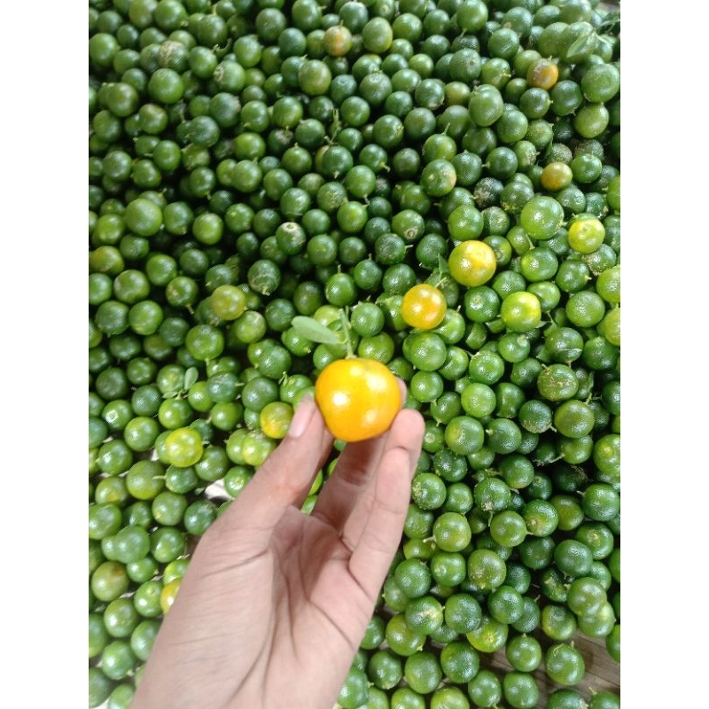 

JERUK SONKIT 1KG / JERUK KASTURI / JERUK KUNCI/JERUK PERAS