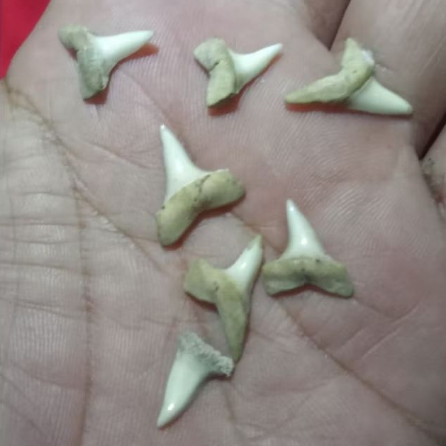 Untu iwak laut temuan harga perbiji