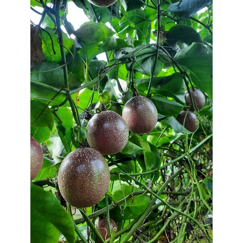 

Markisa merah_ungu_manisasam_kaya akan manfaat _buah herbal