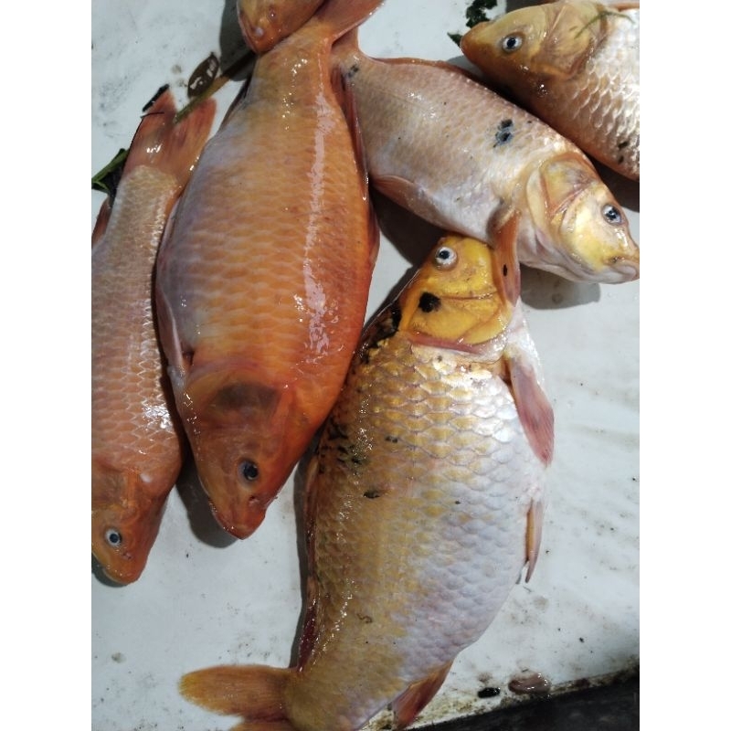 

1 kg ikan mas/ tumbro filet ikan terbang/belah punggung,potong/,utuh. fresh