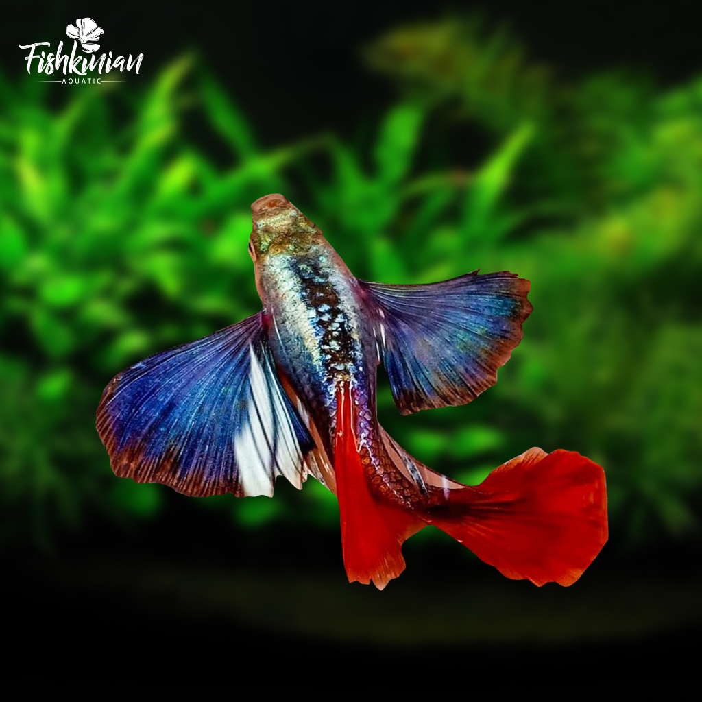 platinum/red/tail/dumbo/ear/prtde/male/female