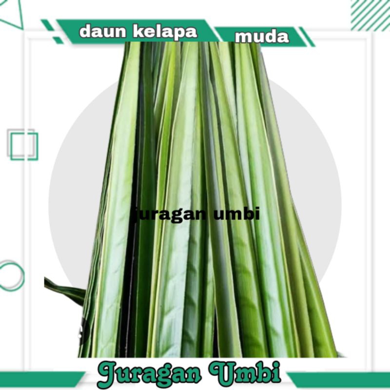 

paket 20 daun kelapa muda / janur kelapa bahan ketupat dan kerajinan