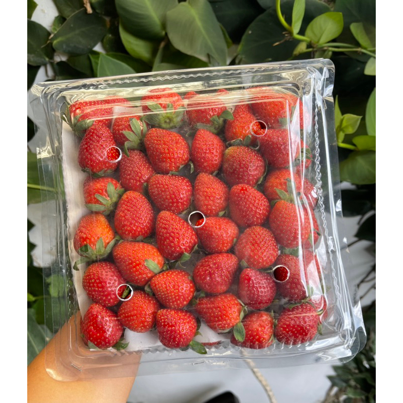 

Strawberry Grade AB Sedang