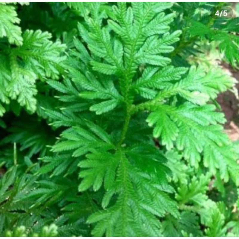

terbaik daun ceker ayam herbal alami berkualitas tinggi 500 gram
