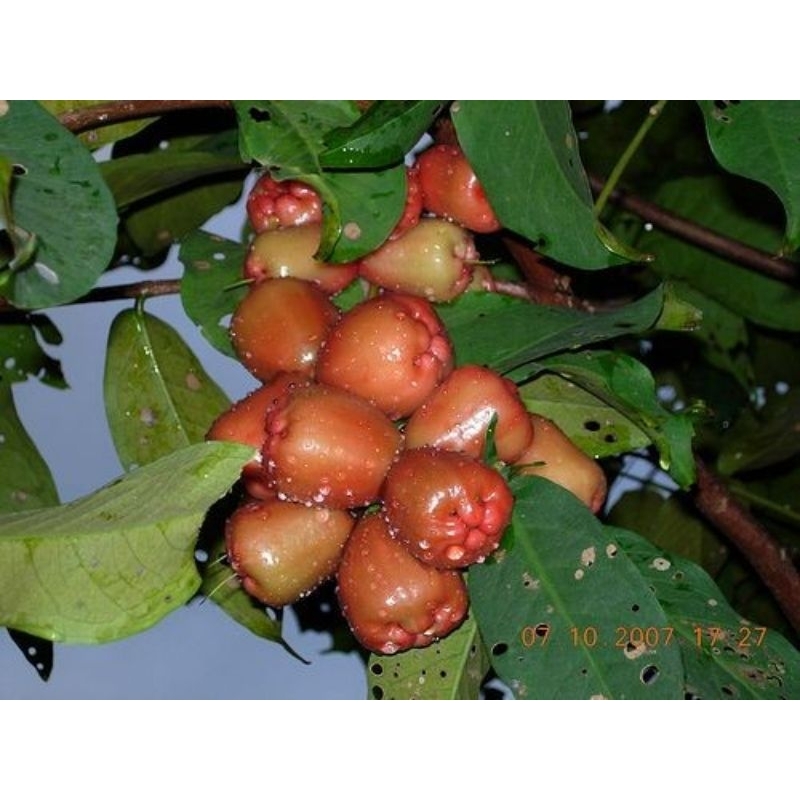 bibit jambu cincalo tebu cangkok