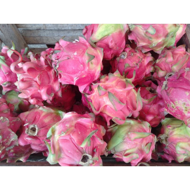 

Buah Naga Merah / Dragon fruits segar