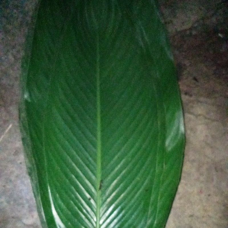 

daun Patat bungkus lontong per 10 lembar