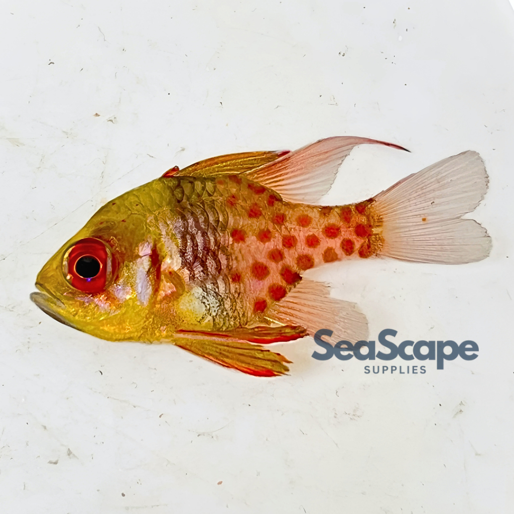 Ikan Hias Akuarium Air Laut Capungan Mata Merah / Capungan Jakarta (Pajama Cardinalfish) Aquarium Aq