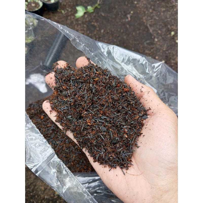 media tanam sukulen kaktus siap pakai