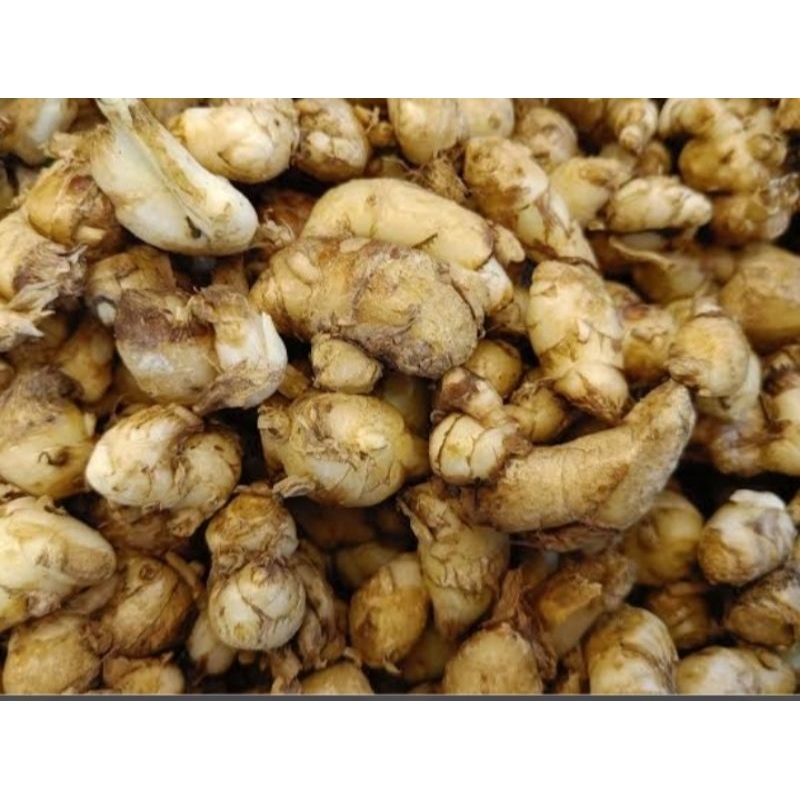 

Kencur muda murah kemasan 1kg