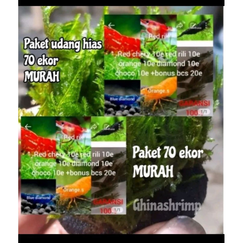 udang hias Aquascape paket 70ekor