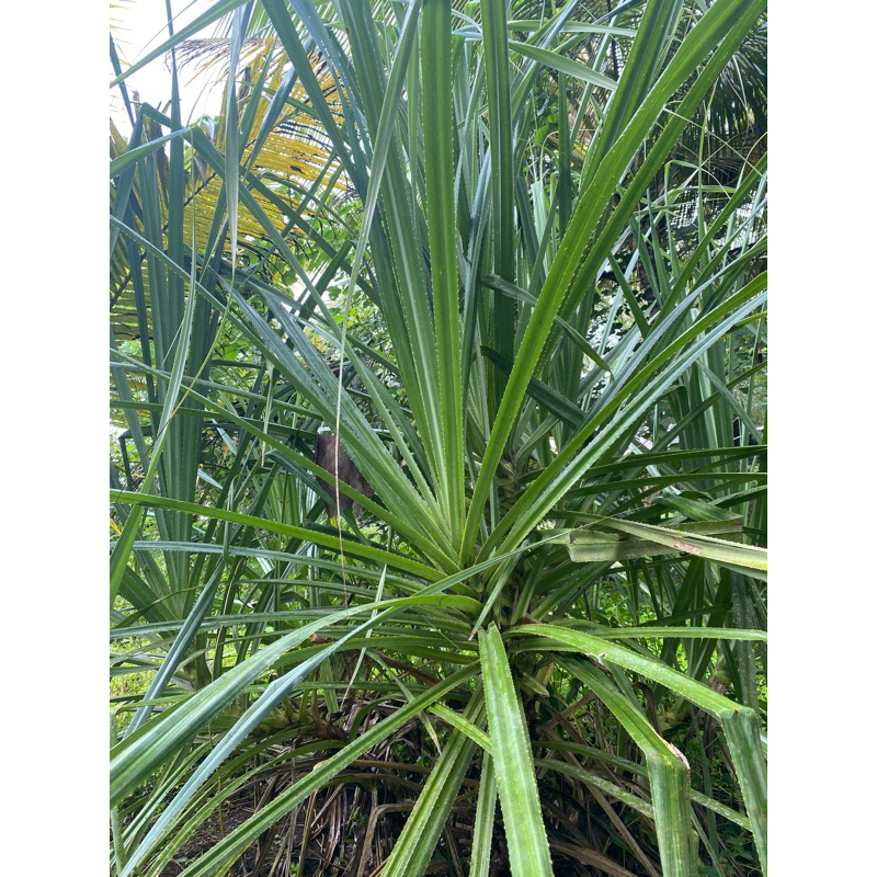

Daun pandan duri / pandan laut segar 20 biji