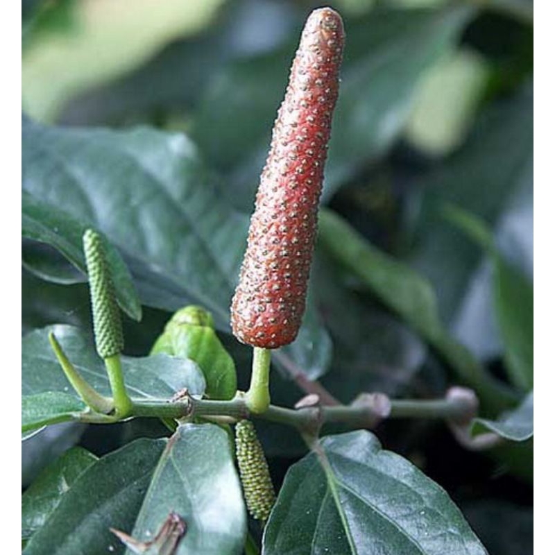 

200 gram daun cabe jawa segar, daun tanaman cabe jawa, tanaman herbal cabe jawa.