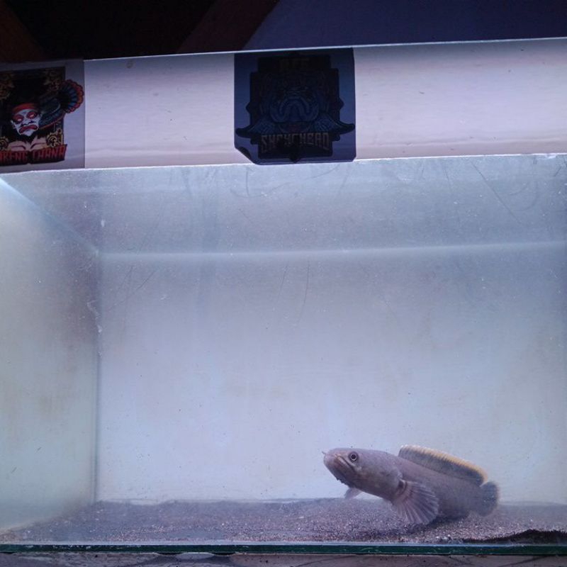 limbata baby 2-3cm CB