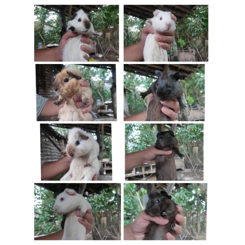marmut hias / geunea pig /marmut hidup