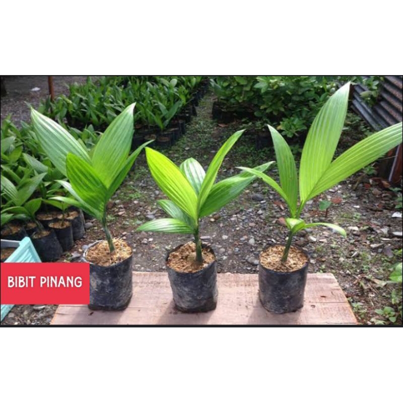 BIBIT PINANG, BIBIT JAMBE, BIBIT MURAH, BIBIT POHON PINANG