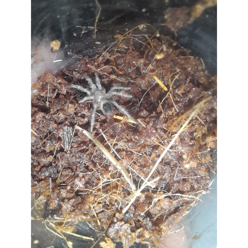 tarantula brachypelma hamorii