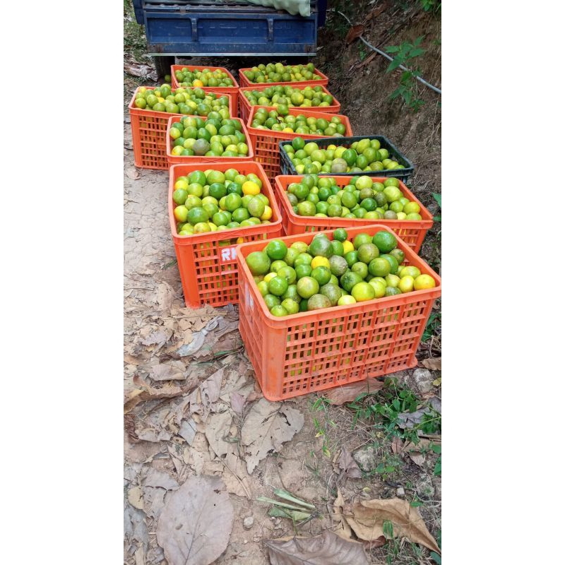 

fresh jeruk lemon California 1kg