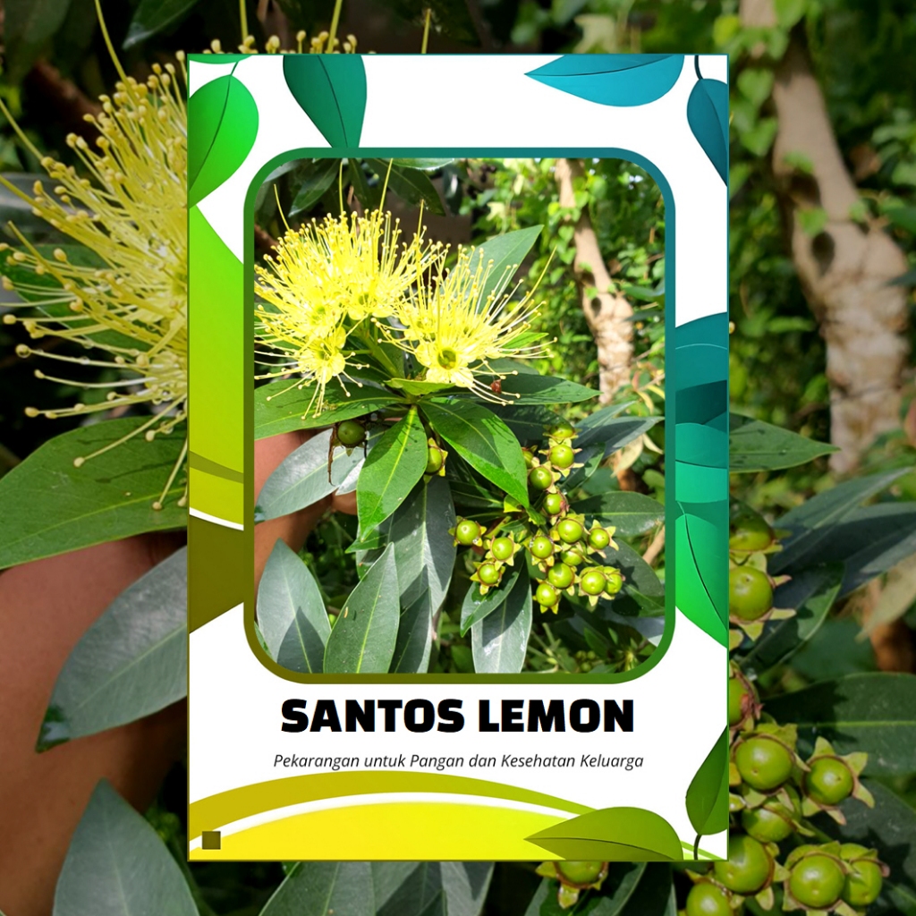 Benih Santos Lemon Kuning 200 Biji tanaman pakan lebah klanceng dan pakan lebah trigona