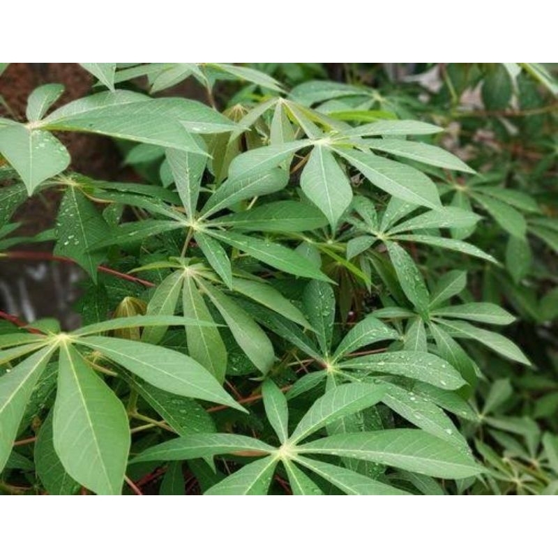 

daun singkong perlembar