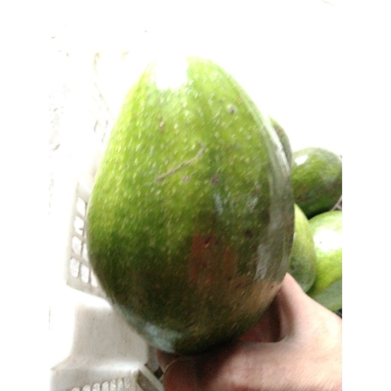 

Buah Alpukat Menterga | 1kg isi 4-6 buah