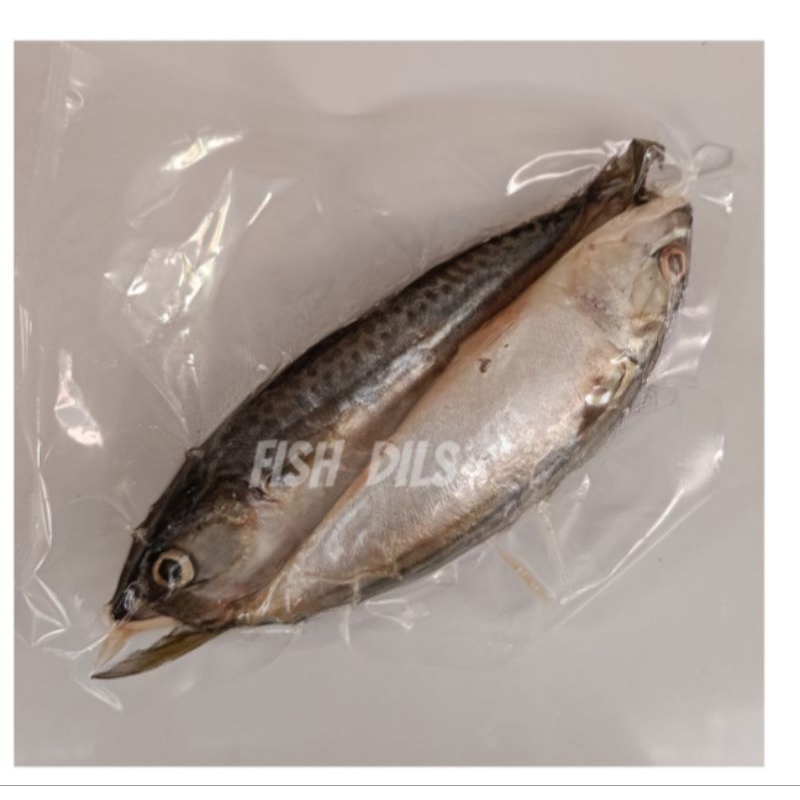 

Ikan Kembung Banjar Bogor Ikan Laut Bogor