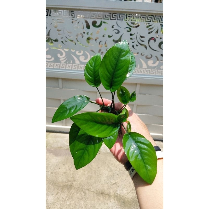 Tanaman Anubias nana/broadleaf/barteri Aquascape tanpa C02
